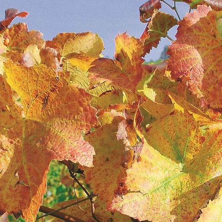 Weingut Alfred Huber Apartamento Durbach Exterior foto