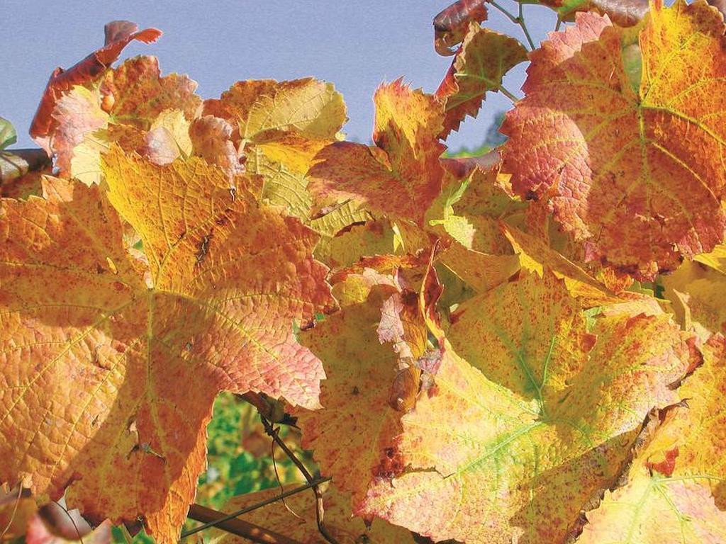 Weingut Alfred Huber Apartamento Durbach Exterior foto